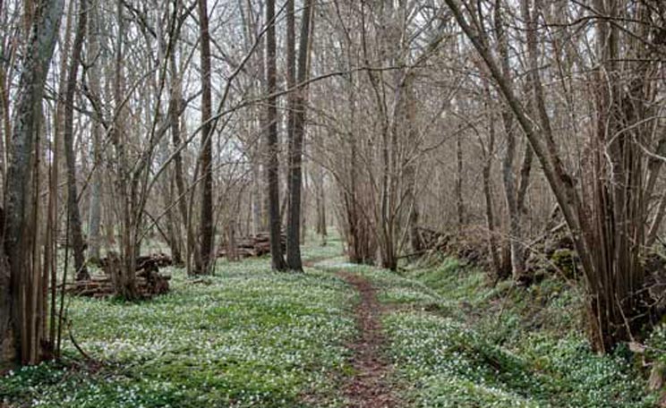 Skog i dimma